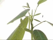 maihagi.gif