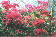 bougainvillea.gif